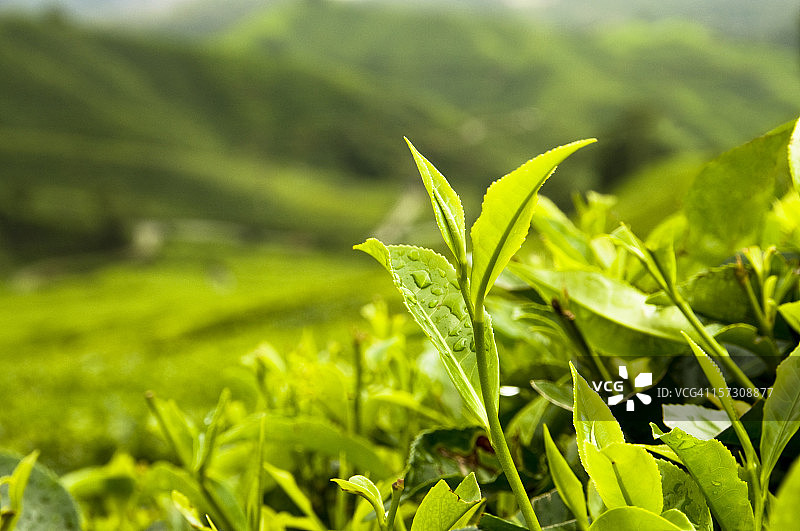 种植茶叶图片素材