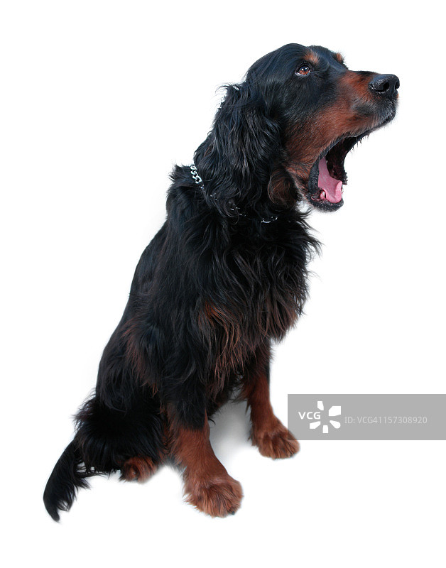 打呵欠的戈登雪达犬图片素材