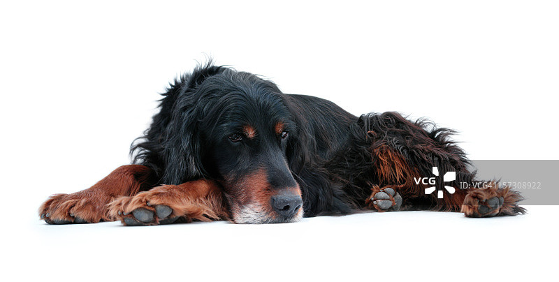 休息中的戈登雪达犬图片素材