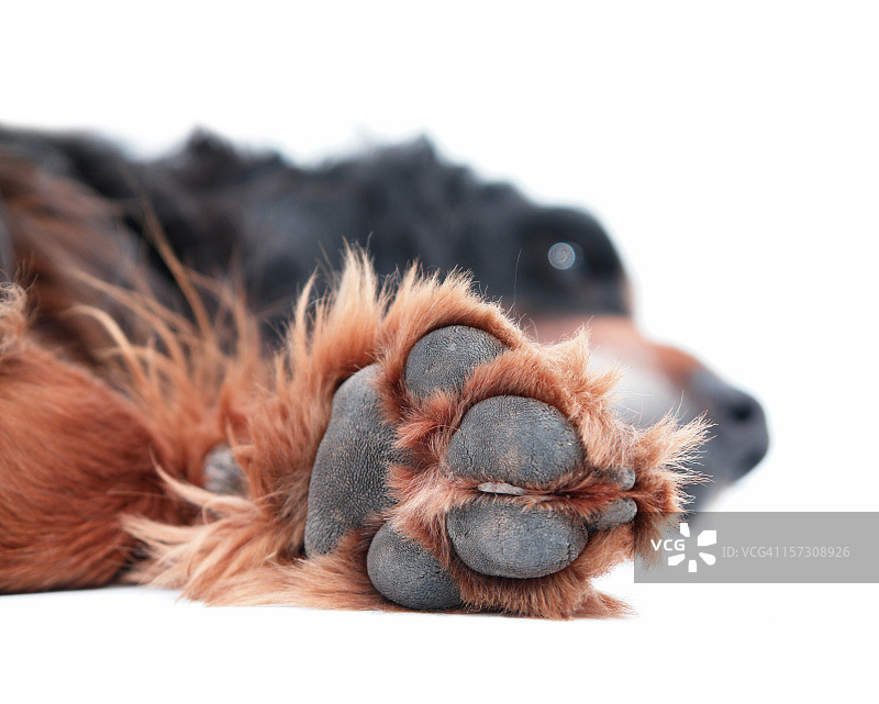 休息中的戈登雪达犬图片素材