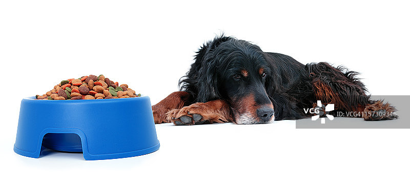 食欲不振的狗图片素材