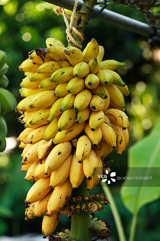 一束成熟的香蕉图片素材