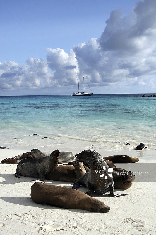 加拉帕戈斯海狮在海滩上休息图片素材