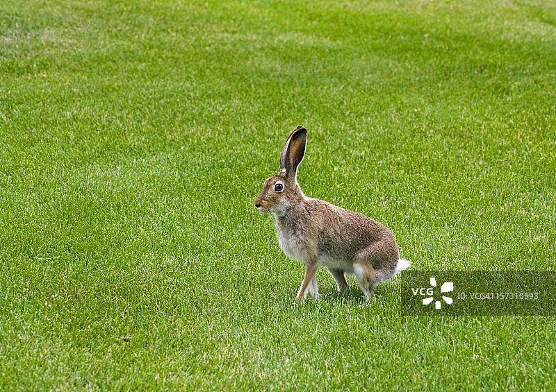 准备跳跃的坐着的野兔图片素材