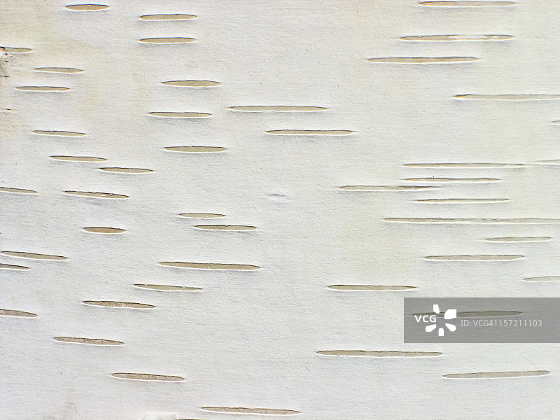 桦树皮图片素材