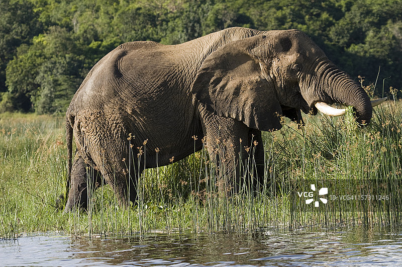 维多利亚尼罗河岸边的非洲象图片素材