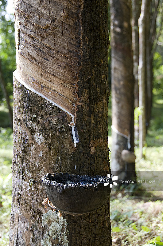 东南亚的橡胶采割图片素材