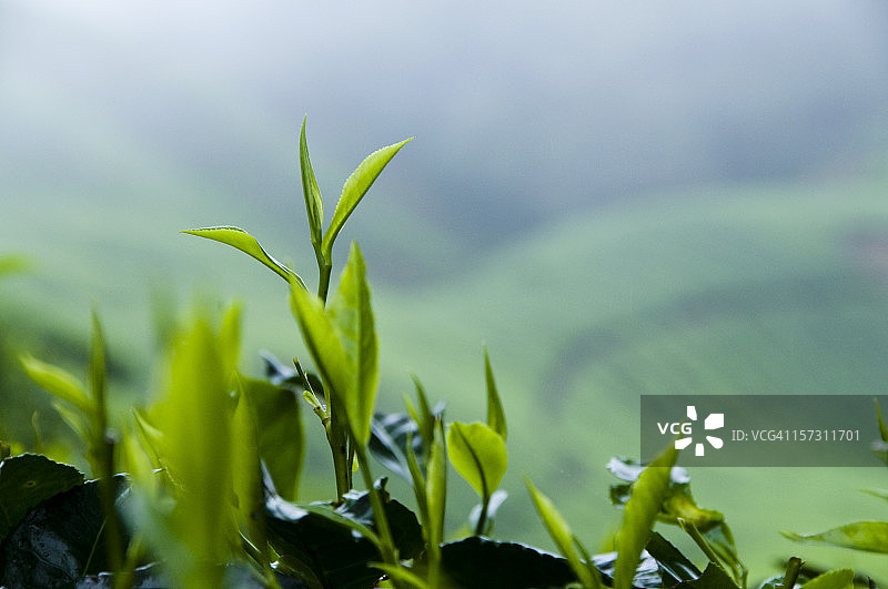 新鲜茶叶生长图片素材