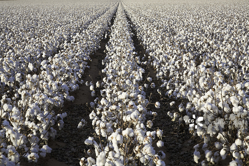 待收割的白色成熟棉花作物图片素材