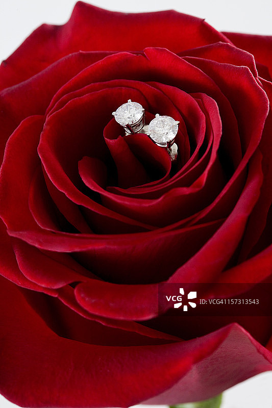 情人节红玫瑰中的钻石耳环，留白图片素材