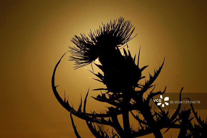 苏格兰蓟 4图片素材