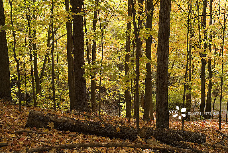 秋天的颜色图片素材