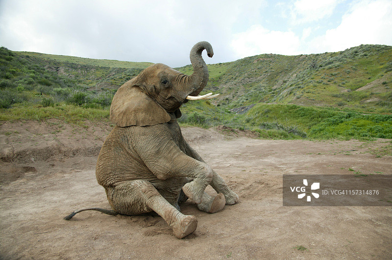 坐着的大象图片素材