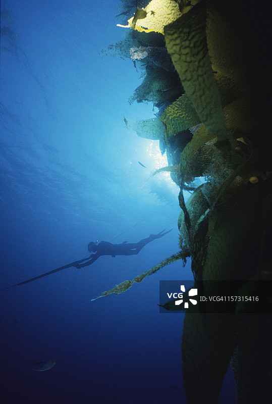 海带林中的鱼叉捕鱼人图片素材