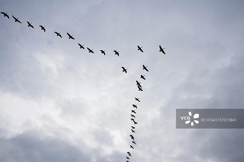 阴天鹅群图片素材