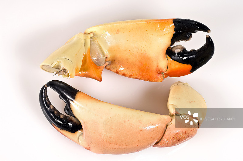 两个石蟹爪图片素材