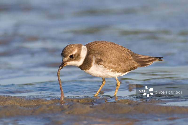 半蹼鹬以蠕虫为食图片素材