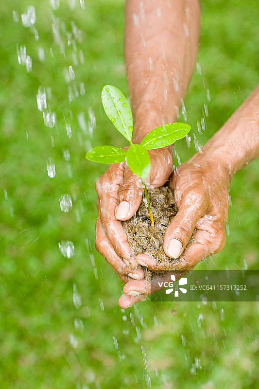 农业保护与树苗图片素材