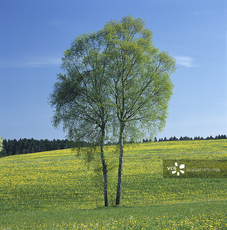 白桦树图片素材