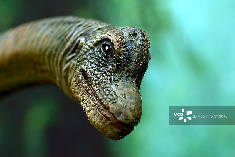 恐龙面部图片素材