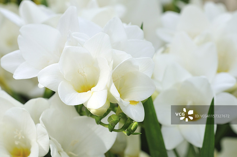 白色小苍兰图片素材