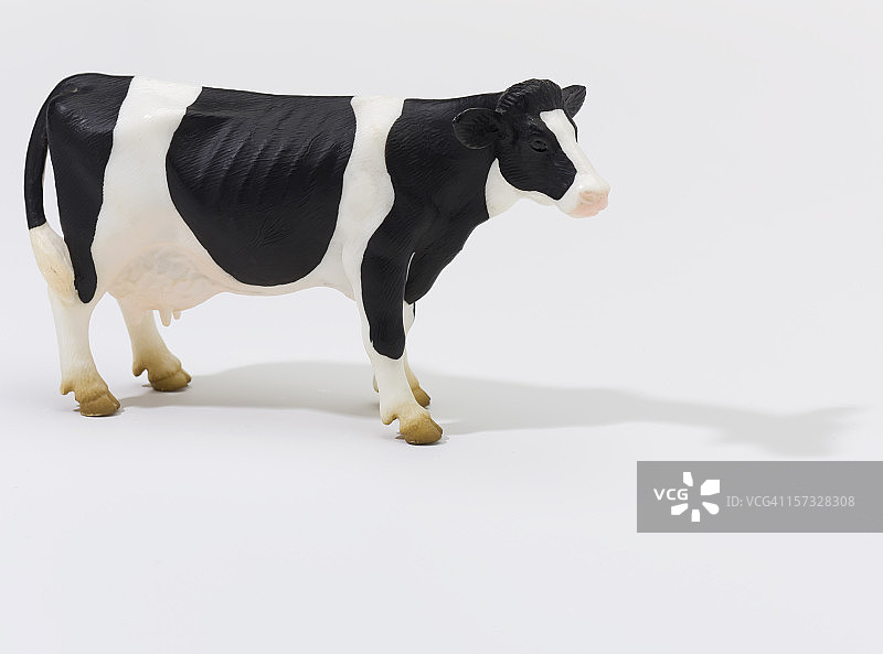 白色背景下的奶牛图片素材