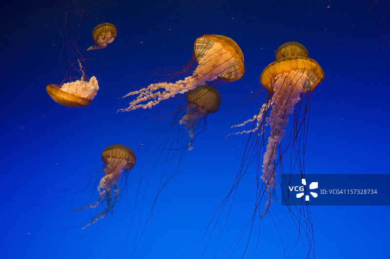 海荨麻图片素材