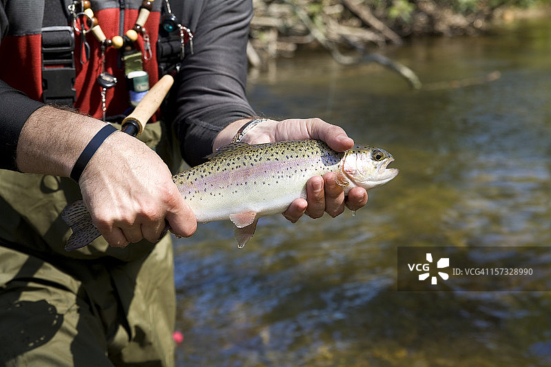 虹鳟鱼图片素材