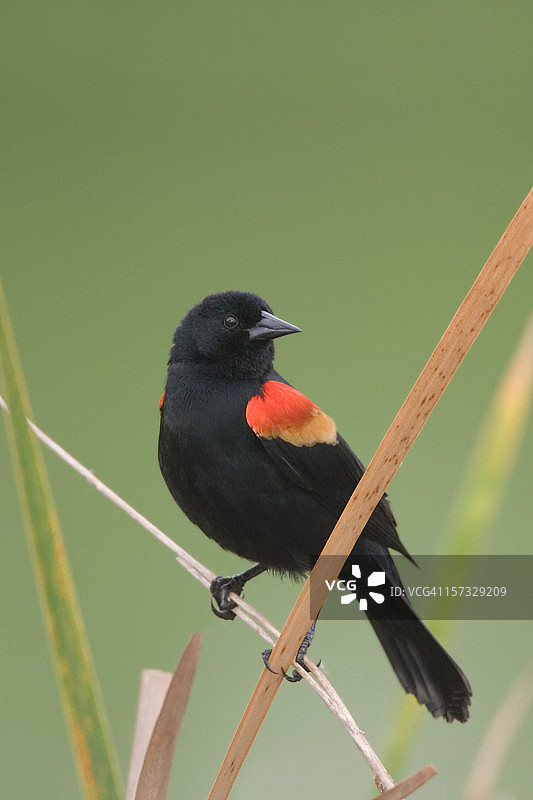 红翅黑鹂肖像图片素材