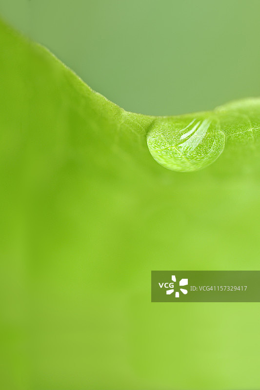 叶子上的雨滴图片素材
