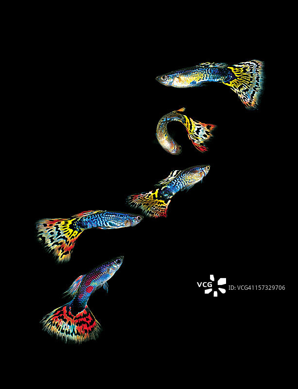 五条彩色孔雀鱼图片素材