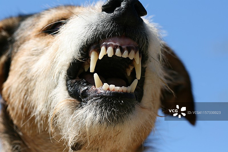 怒火獠牙图片素材