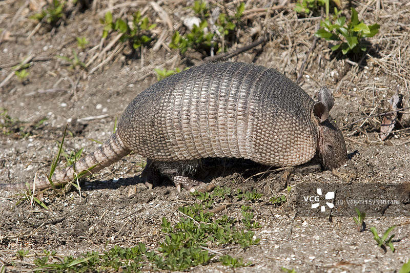 鼻子着地的犰狳图片素材