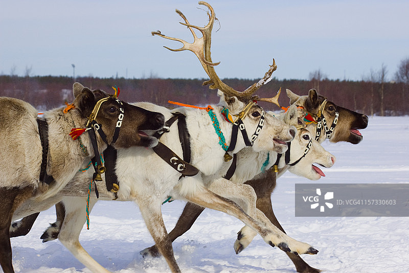 驯鹿赛跑图片素材