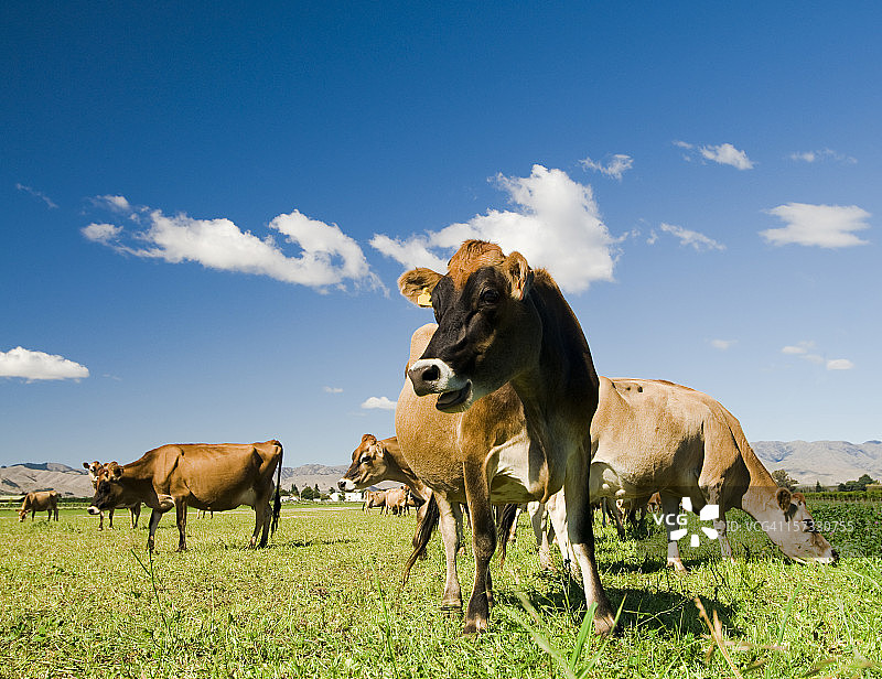 微笑的奶牛图片素材