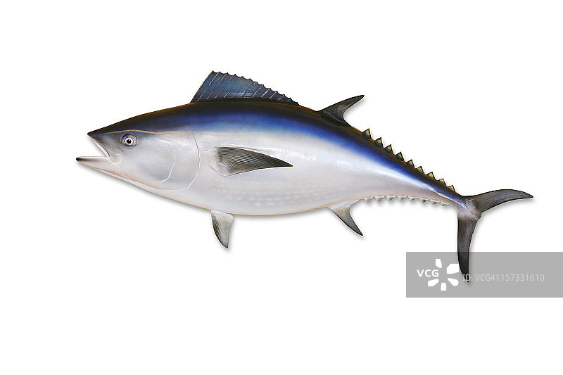 带裁剪路径的金枪鱼图片素材