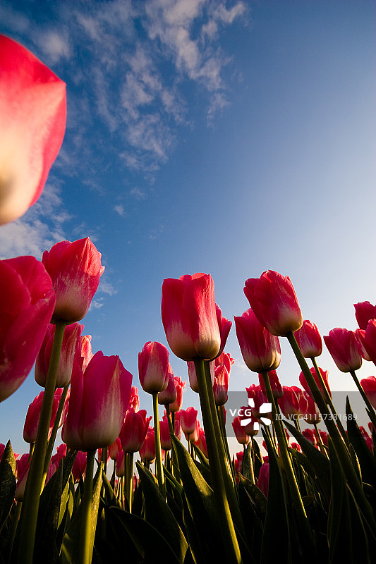 低角度拍摄的郁金香图片素材