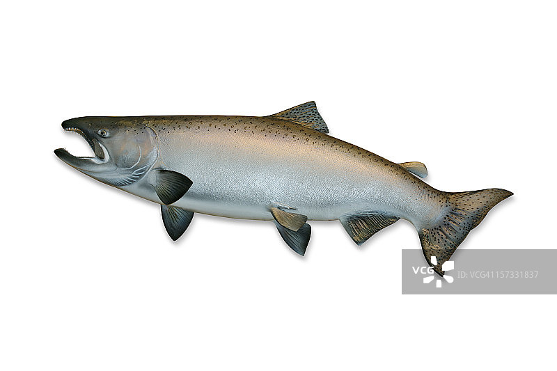 带剪切路径的国王鲑鱼图片素材