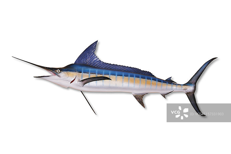 带剪切路径的马林鱼图片素材