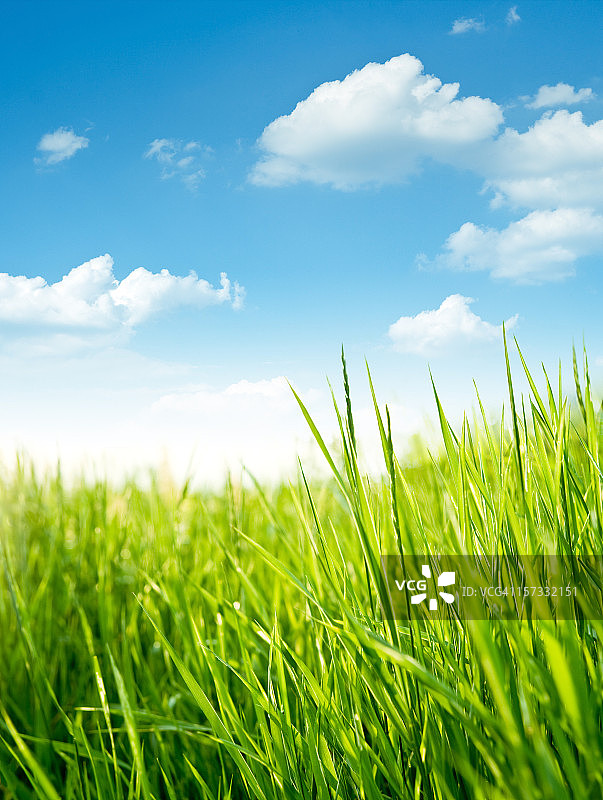 草甸上的新鲜草地图片素材