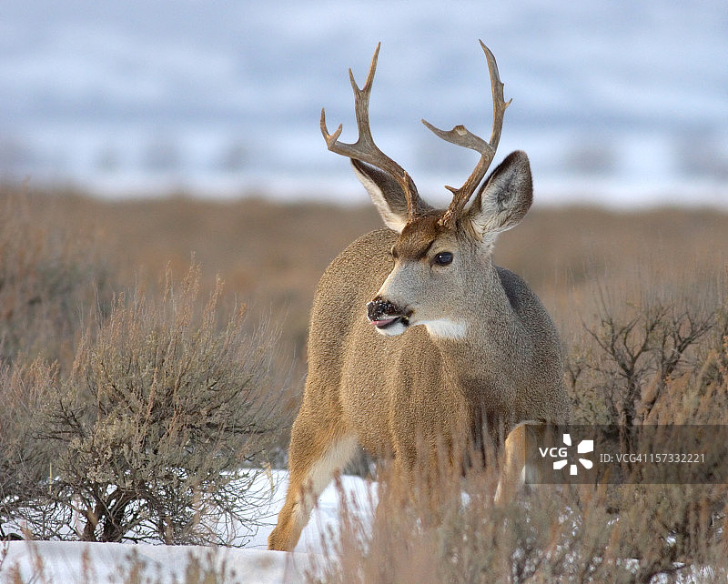 冬雪中的雄鹿图片素材
