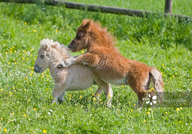 玩耍的法拉贝拉小母马图片素材