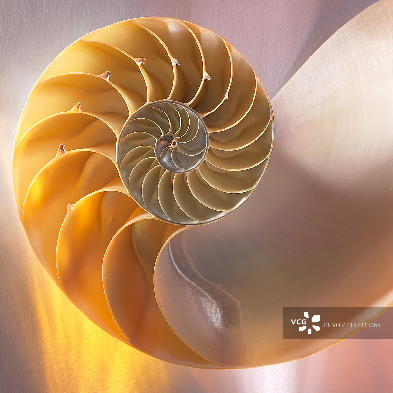 鹦鹉螺1图片素材