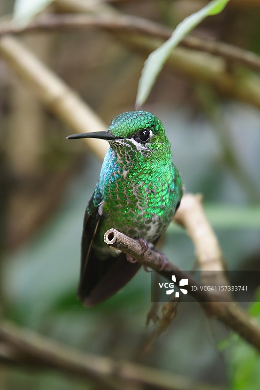 绿尾蜂鸟图片素材