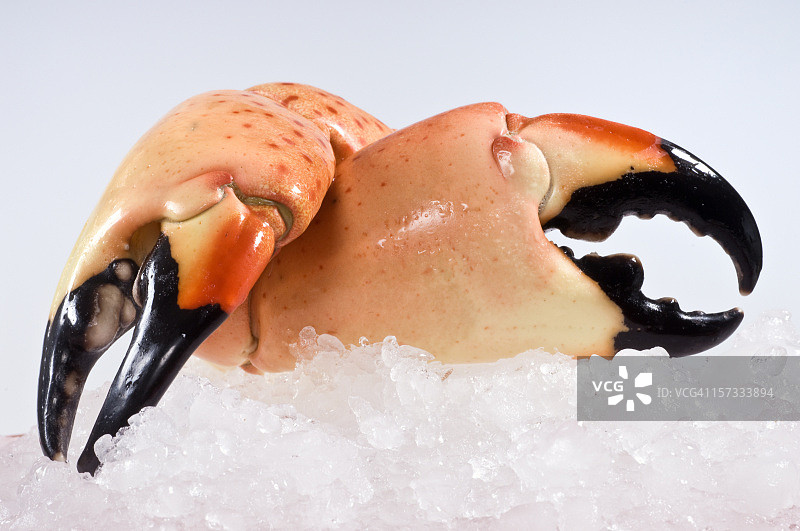 巨型石蟹钳图片素材