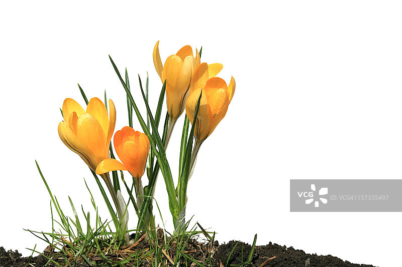 白色背景下的番红花图片素材