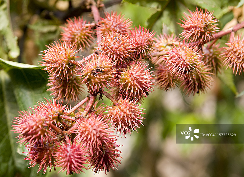 蓖麻花簇图片素材