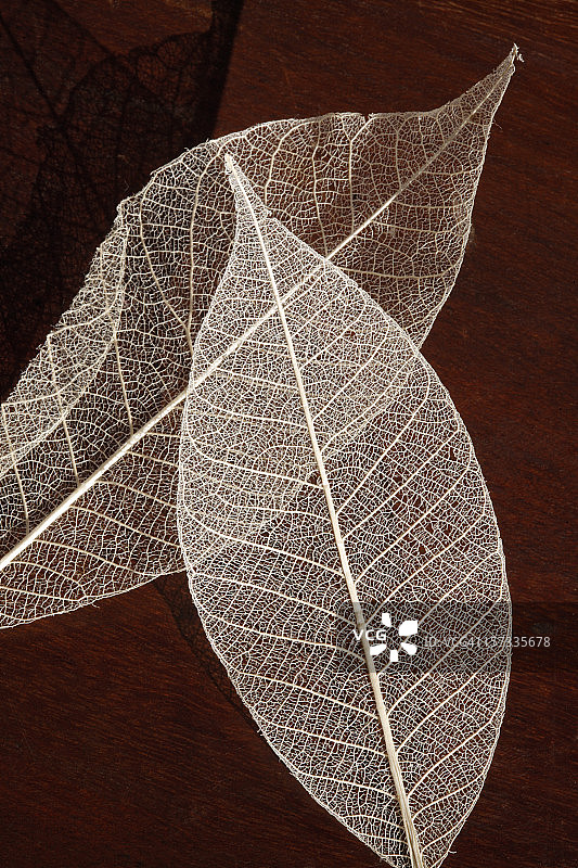 骨架叶图片素材