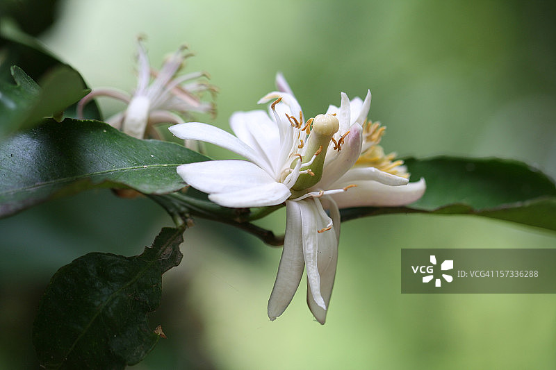 柠檬花微距图片素材