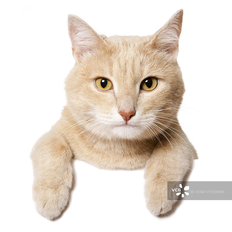 猫咪挂在空白标牌上图片素材